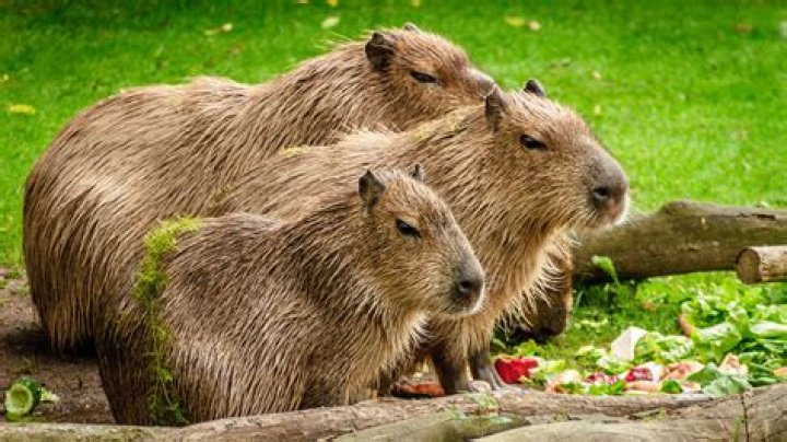 Are there capybaras in North Carolina?