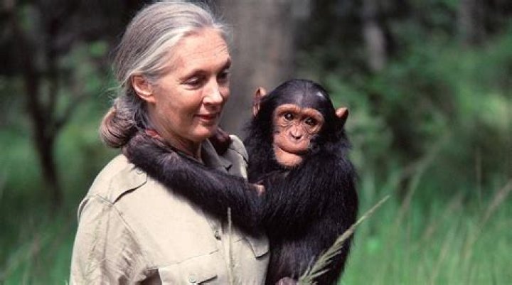 Jane Goodall Jane Goodall